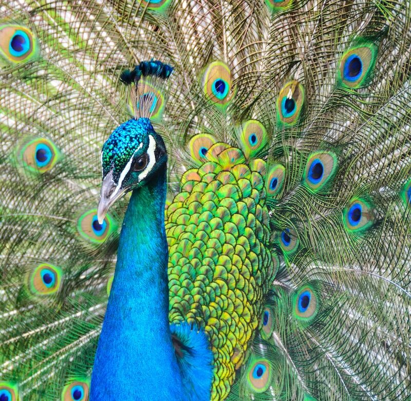 A vibrant peacock displays its colourful feathers, showcasing blue, green, and gold plumage with eye-like patterns in full fan behind it.