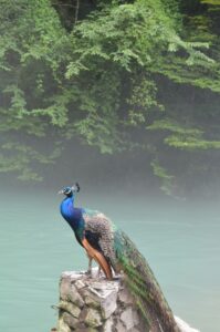 A peacock with vibrant blue and green feathers stands on a rock by misty water, surrounded by lush green trees.